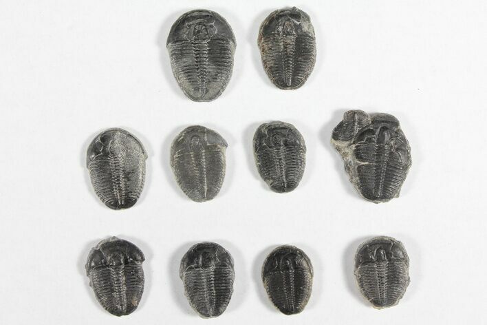 Lot: / Elrathia Trilobites - Pieces #92011